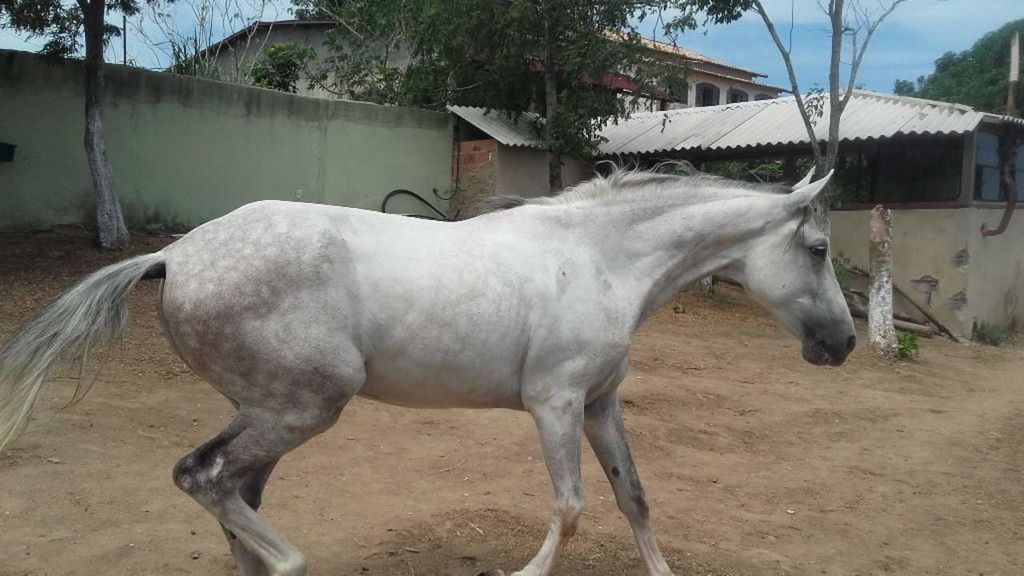 Foto de Cavalo Cinza Dapple Pulando Sobre Obstáculo e mais fotos